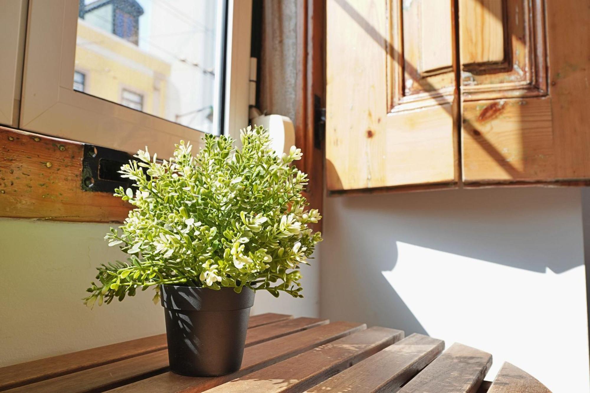Mbird Lx Yard Apartment *